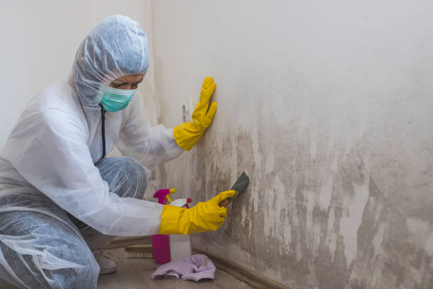 Best Mold Testing and Removal  in Linwood, PA