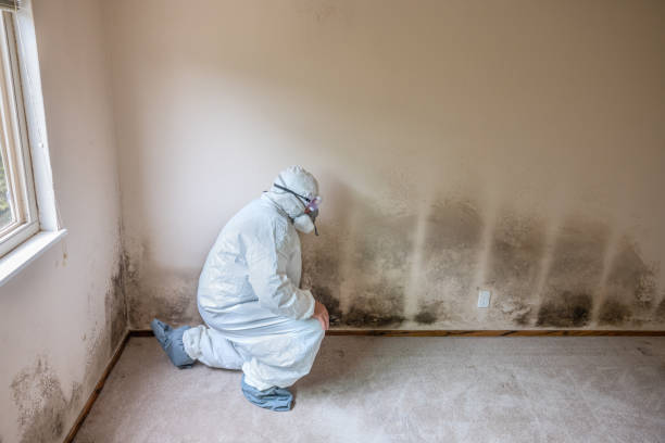 Best Toxic Mold Removal  in Linwood, PA