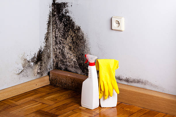 Office Mold Removal Services in Linwood, PA