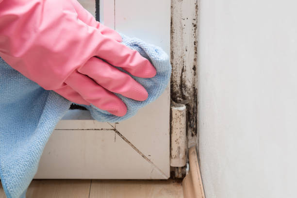 Best Fast Mold Removal  in Linwood, PA
