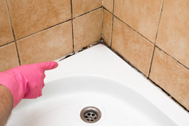 Best Commercial Mold Removal  in Linwood, PA